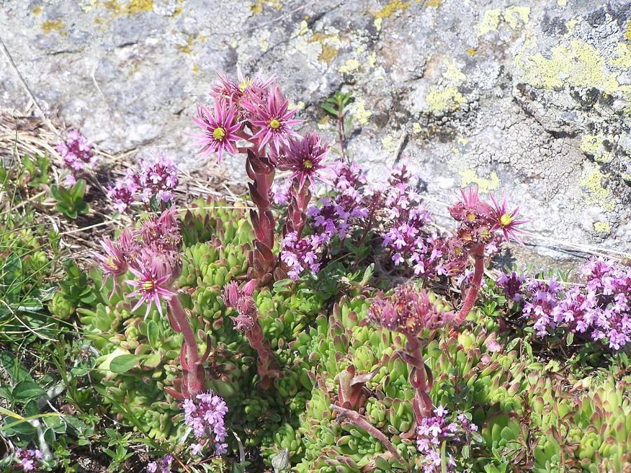 Sempervivum montanum / Semprevvivo montano